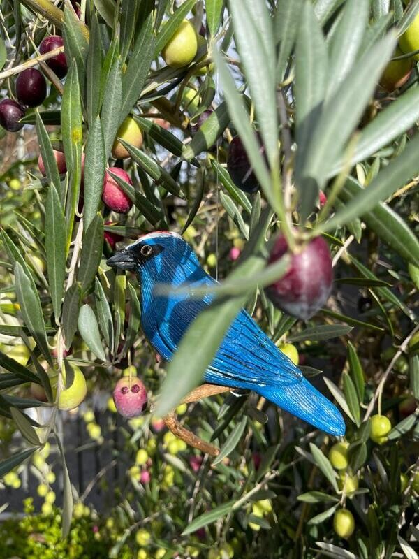 Pájaro Cardenal Azul