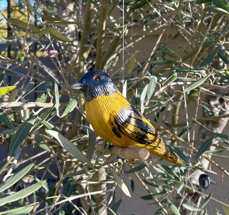 Pájaro Cabecitanegra