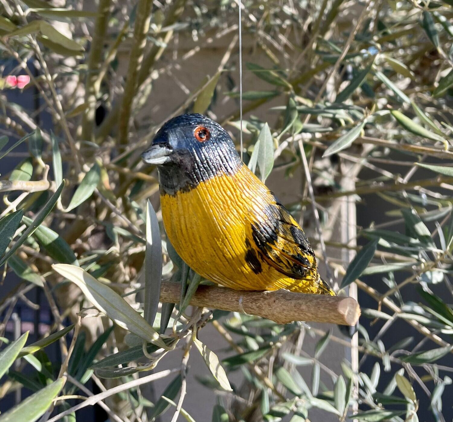 Pájaro Cabecitanegra