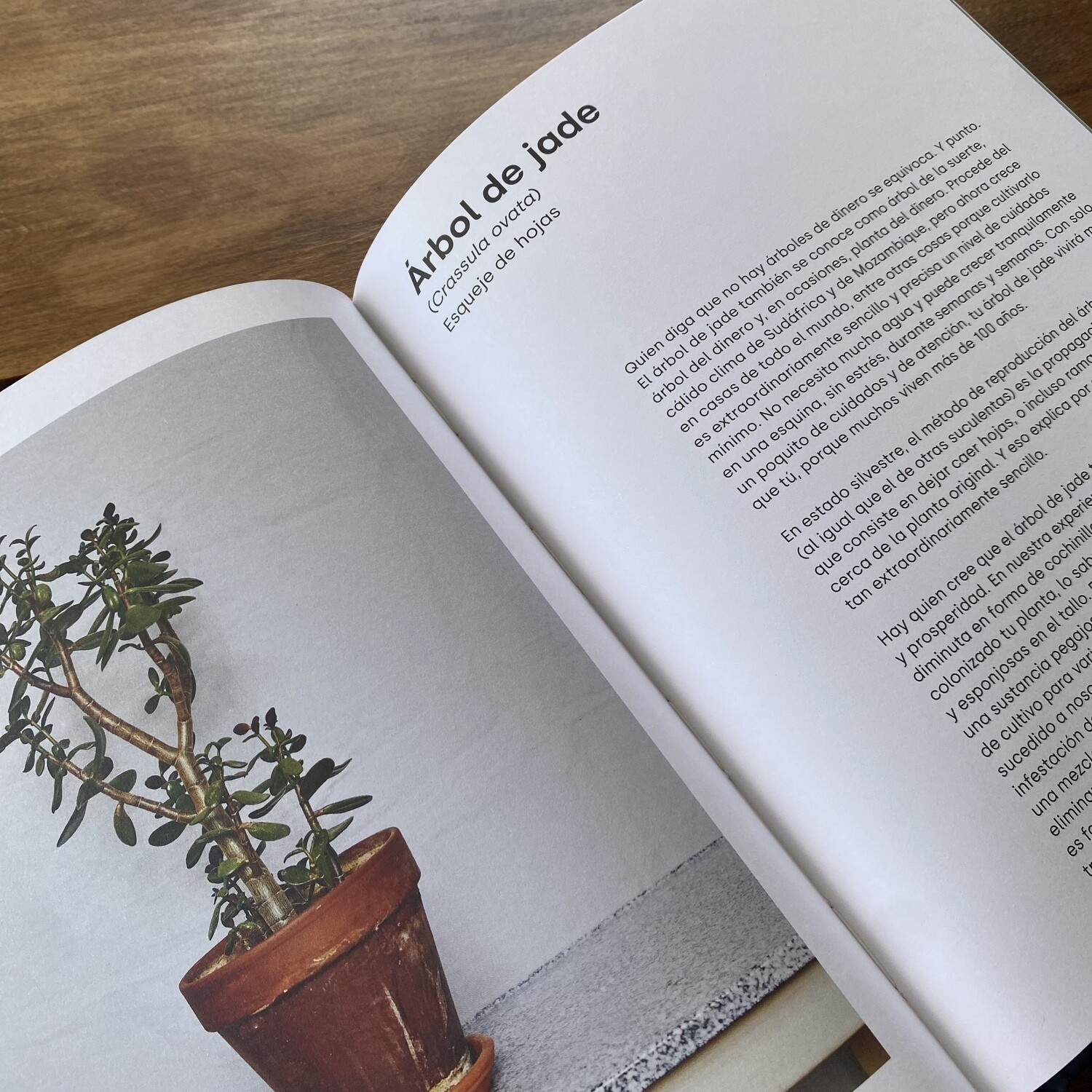 Propagación de Plantas de Interior