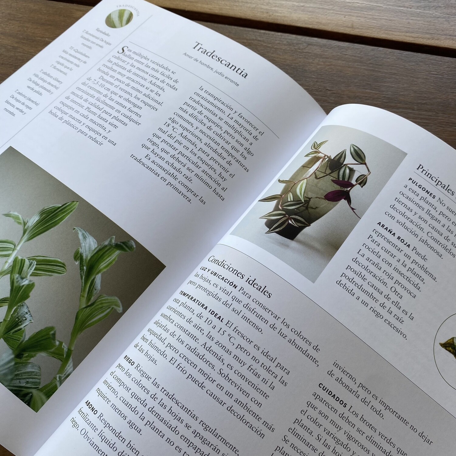 Plantas de Interior