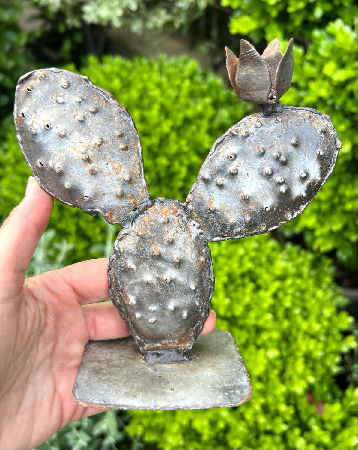Opuntia Petit