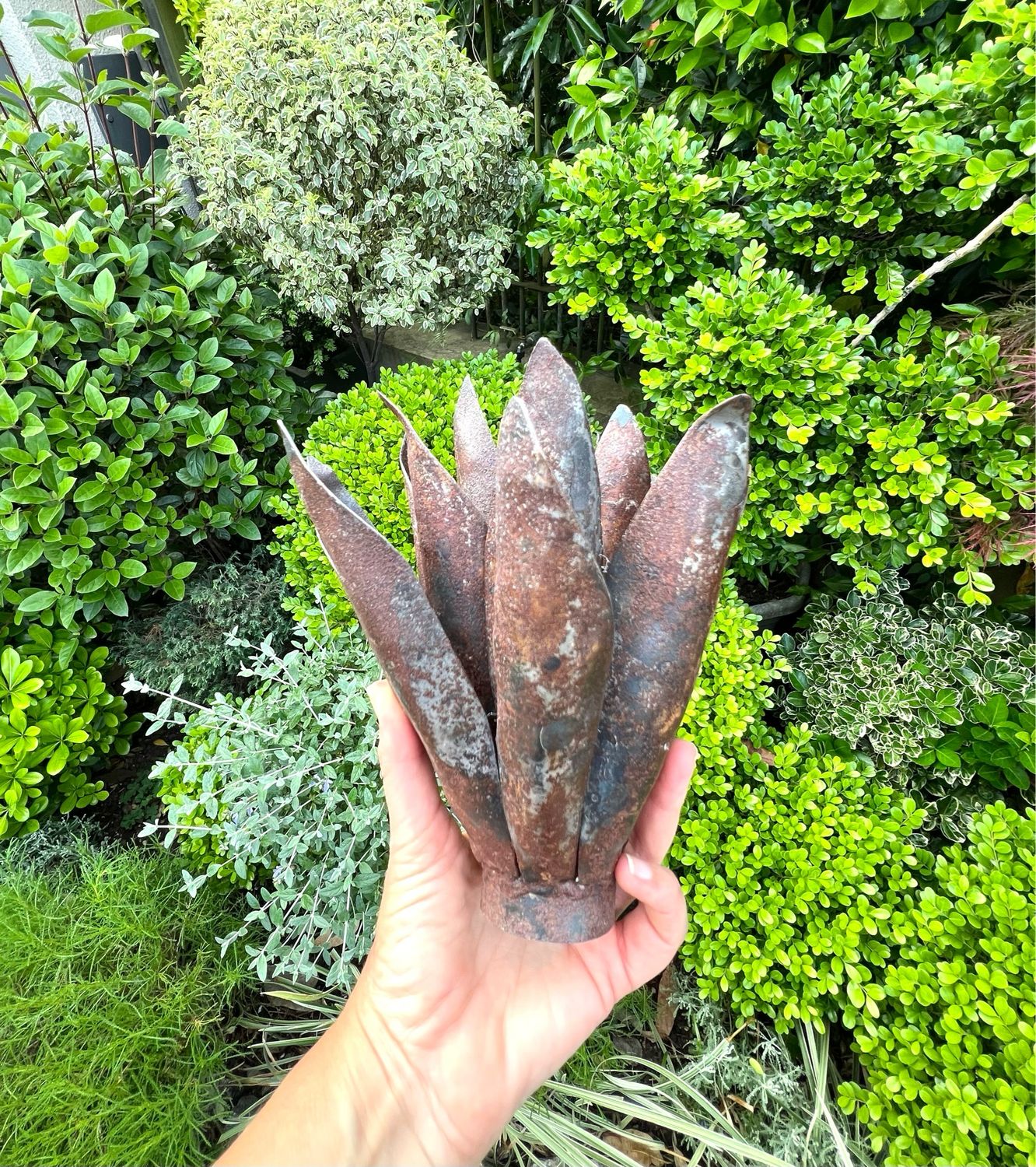 Agave Petit