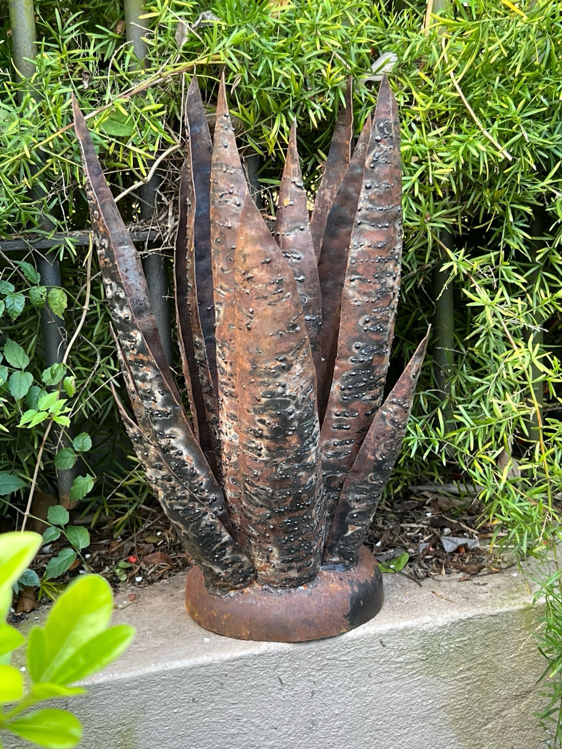 Haworthia