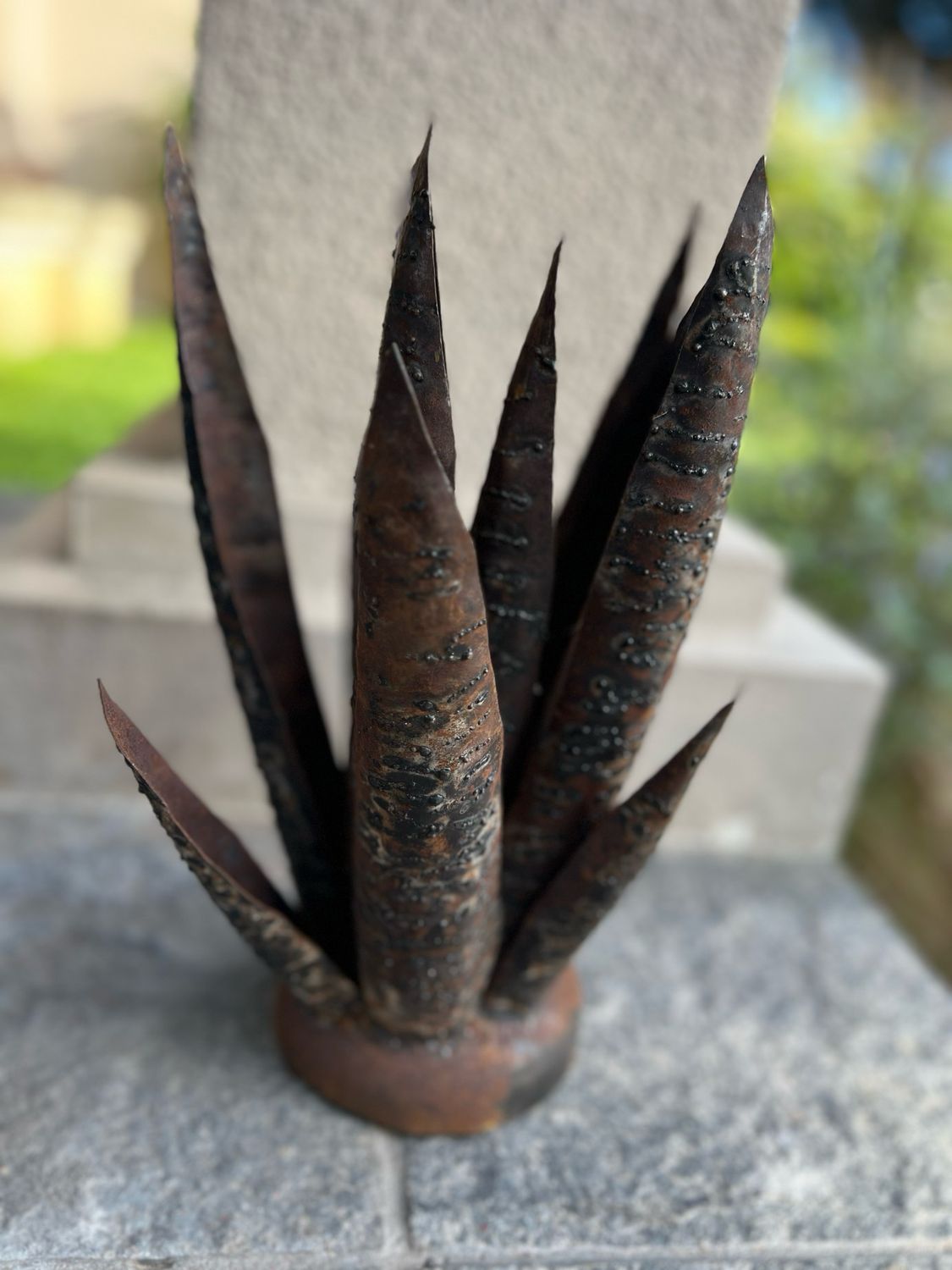 Haworthia