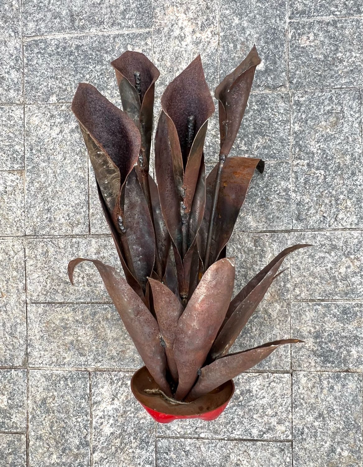 Zantedeschia