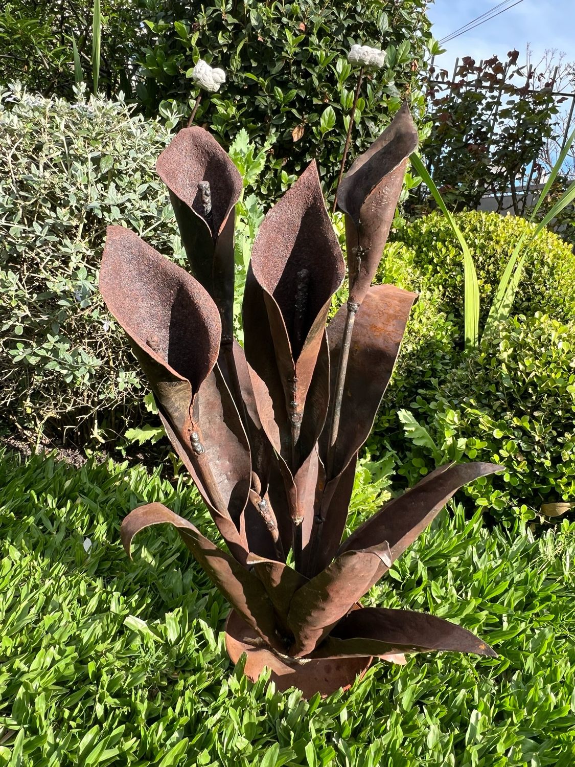 Zantedeschia