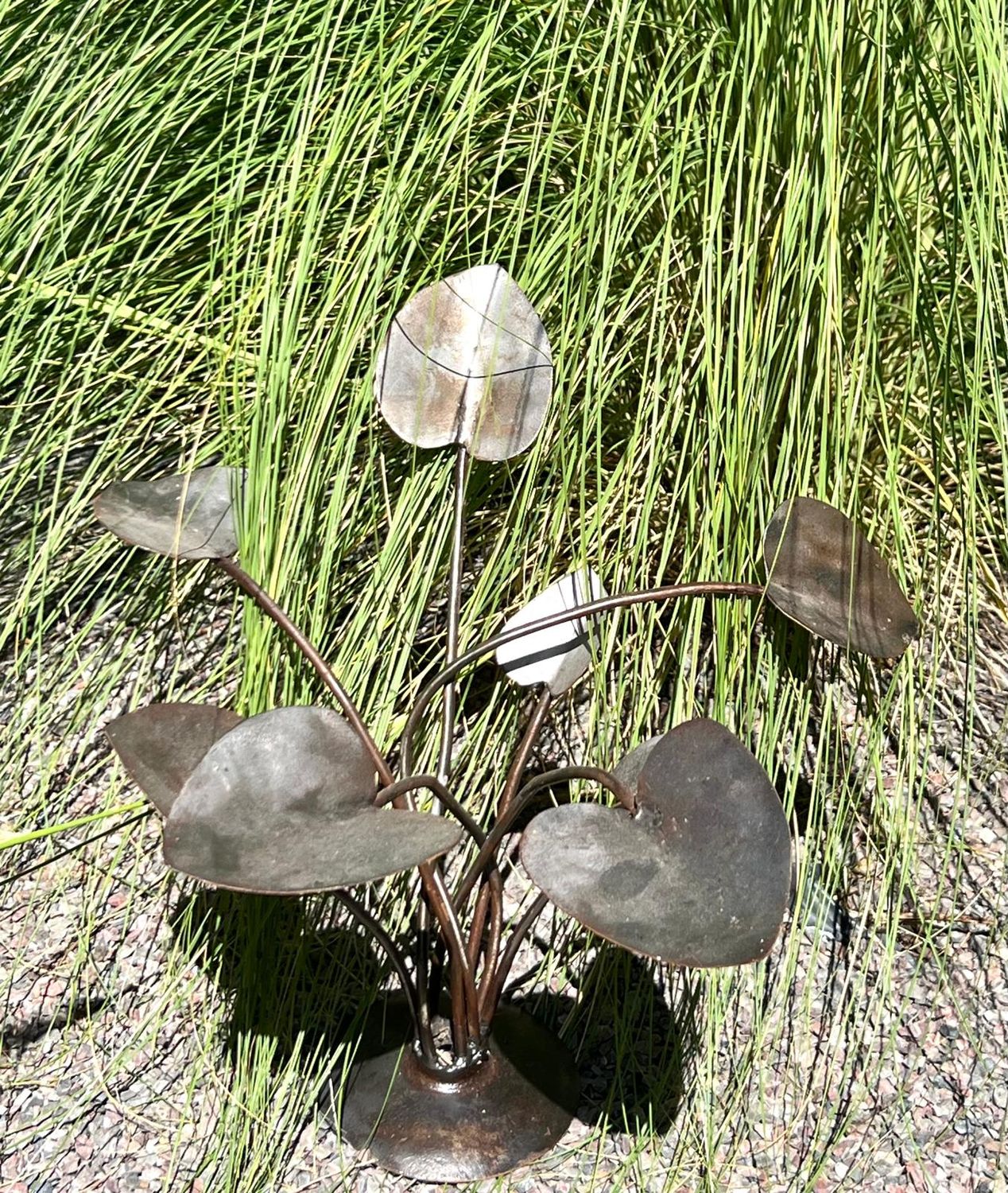 Peperomia