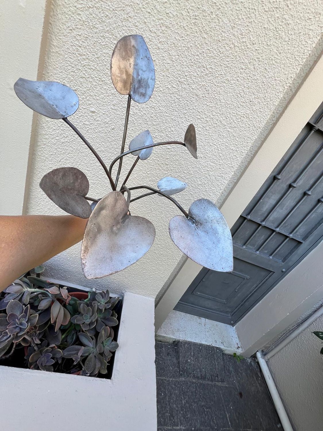 Peperomia