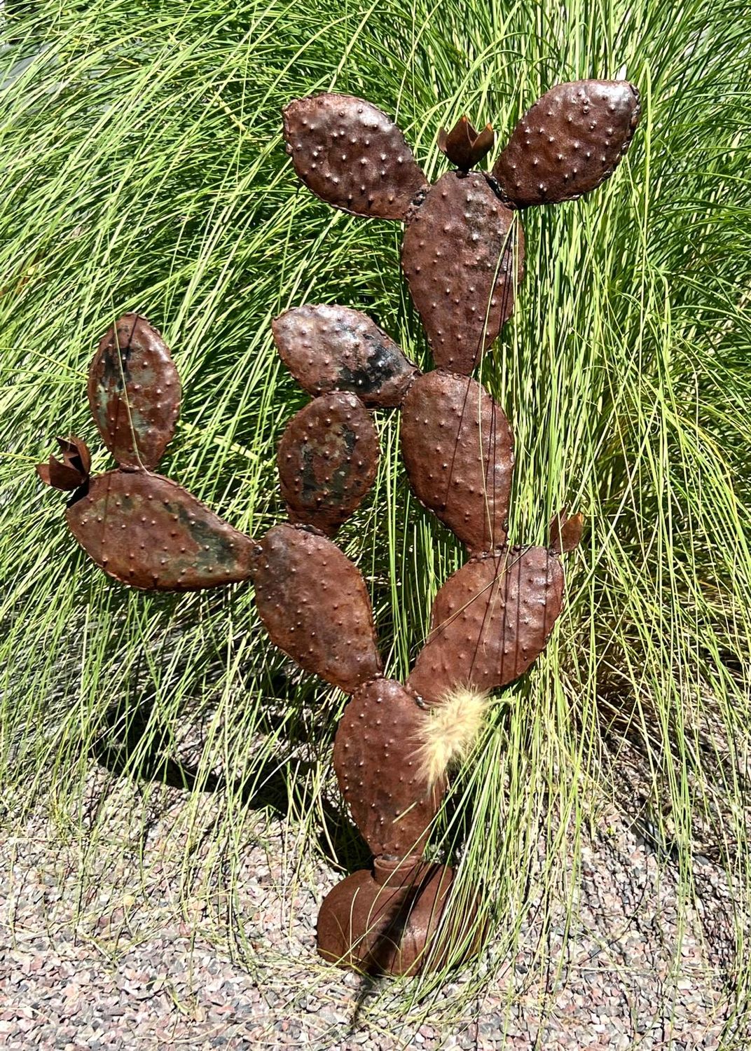Opuntia