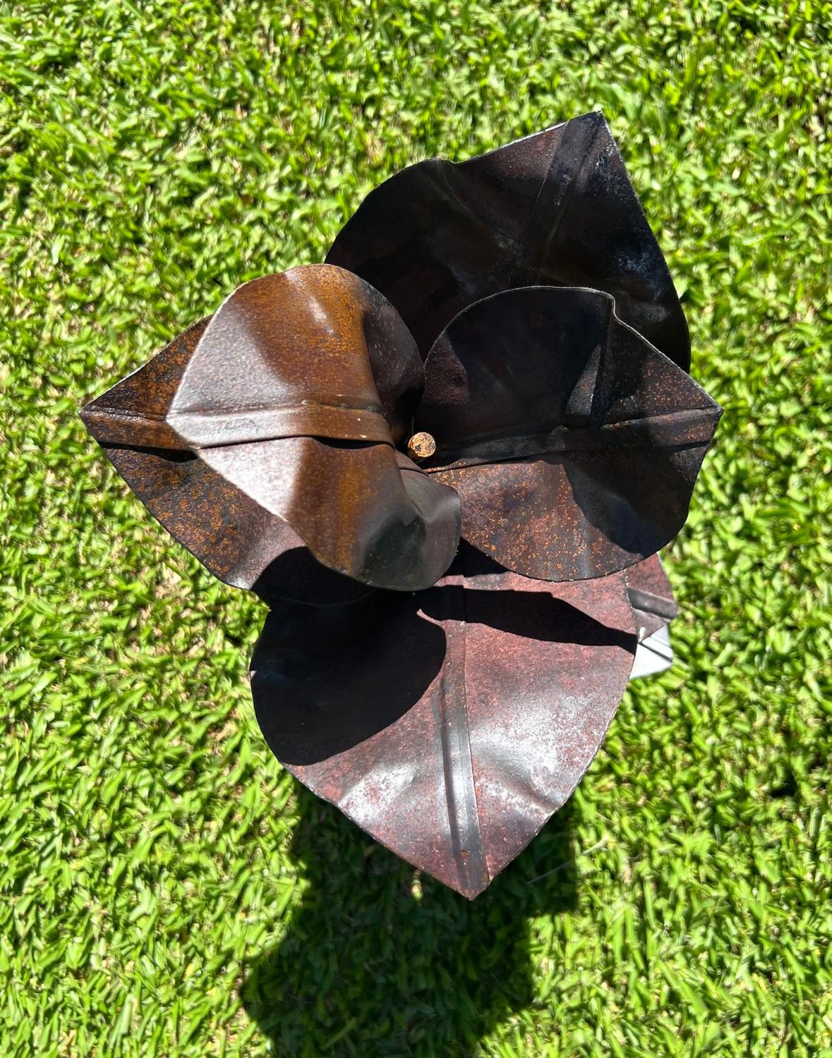 Ficus