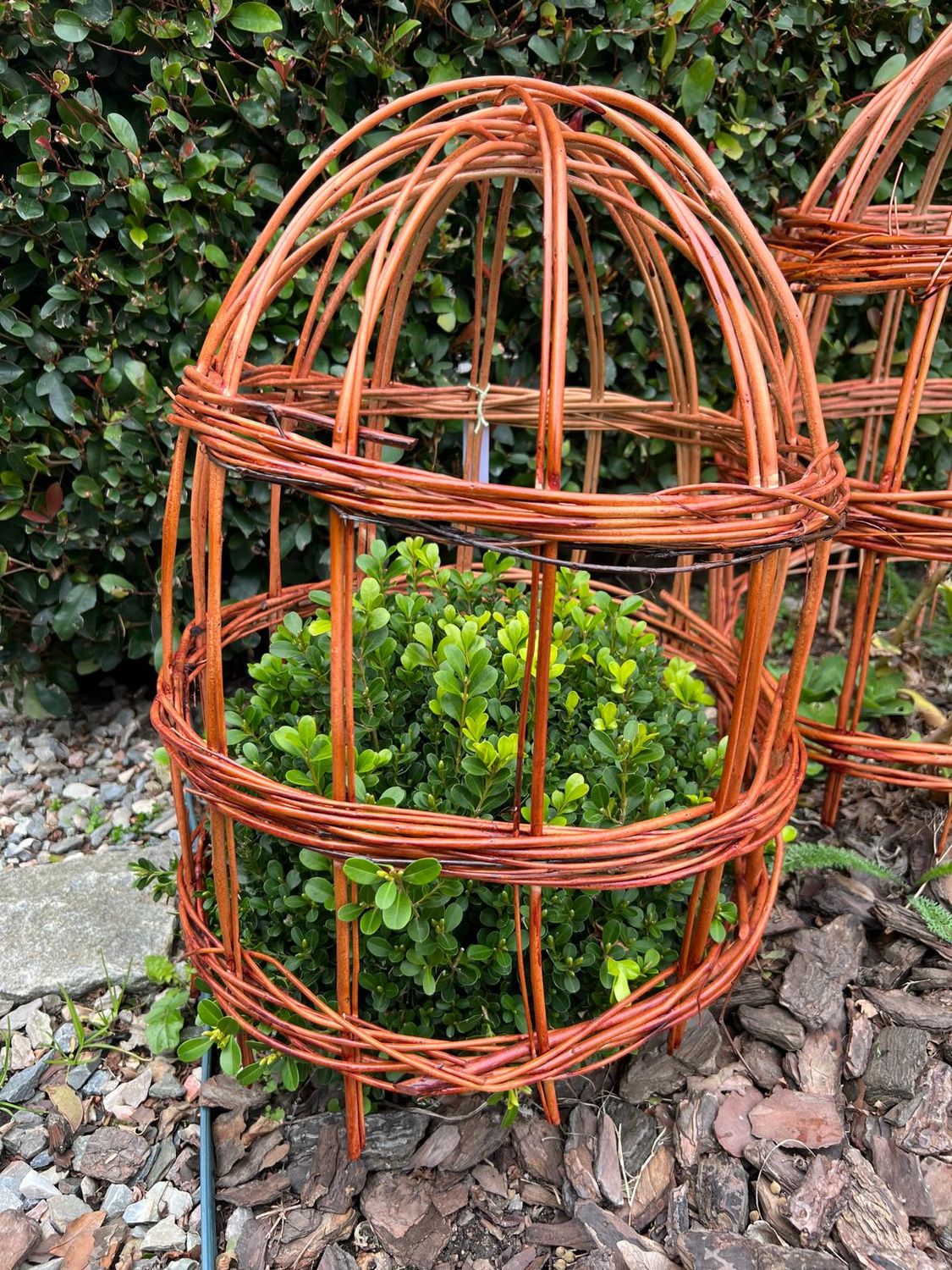 Tutor Campana Mimbre