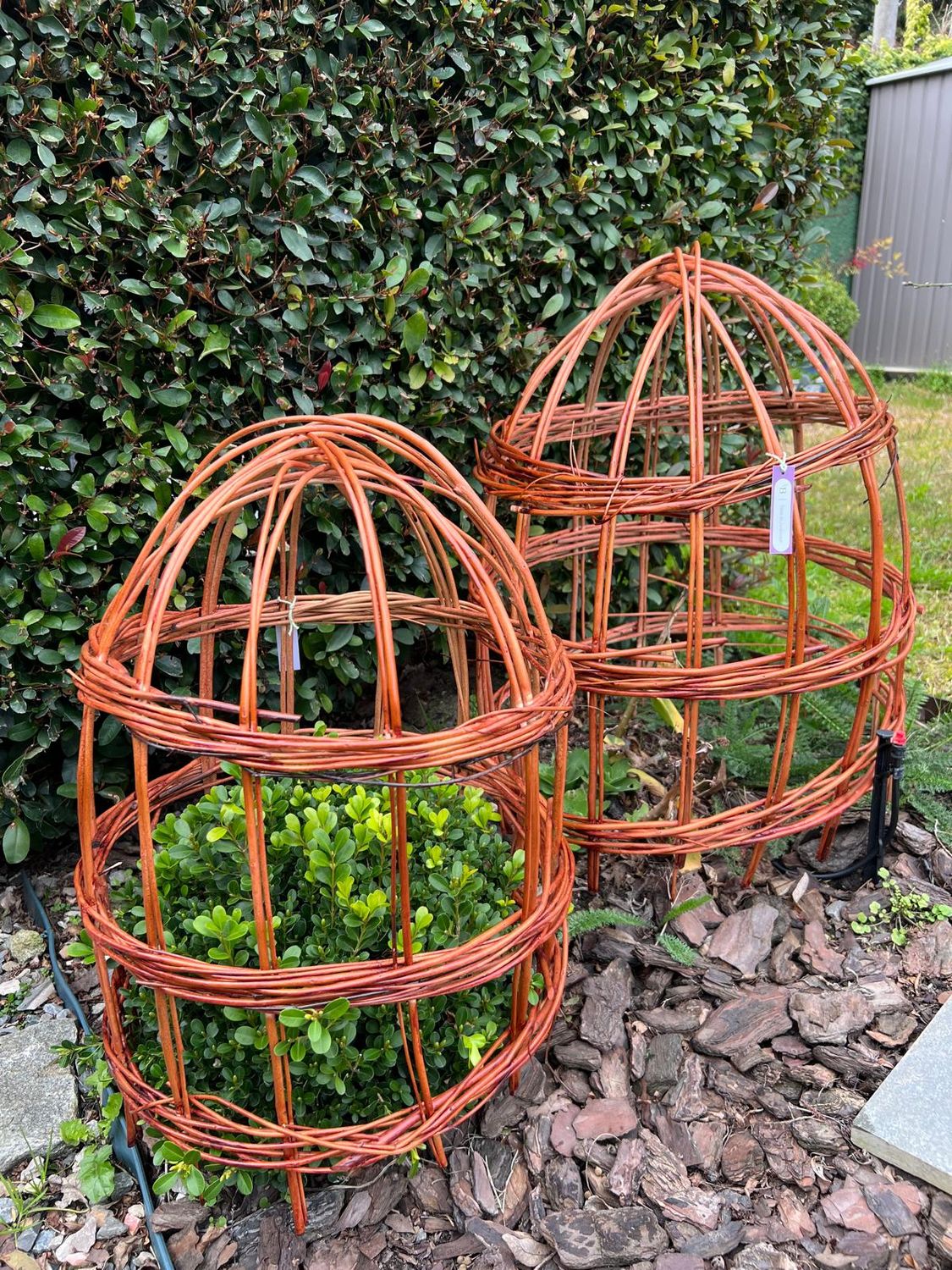 Tutor Campana Mimbre, Tamaño: S