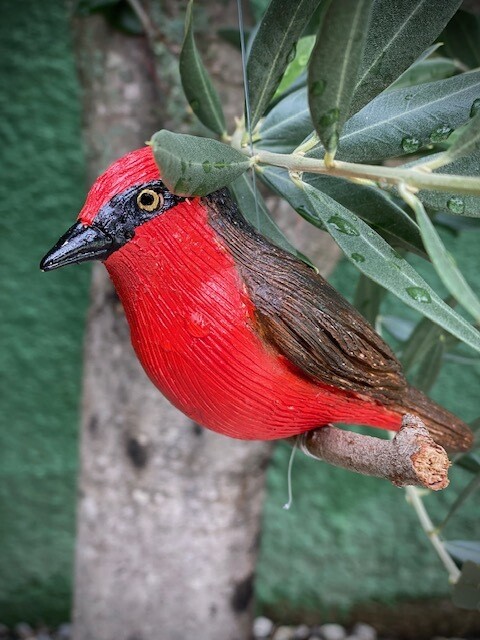 Pájaro Churrinche