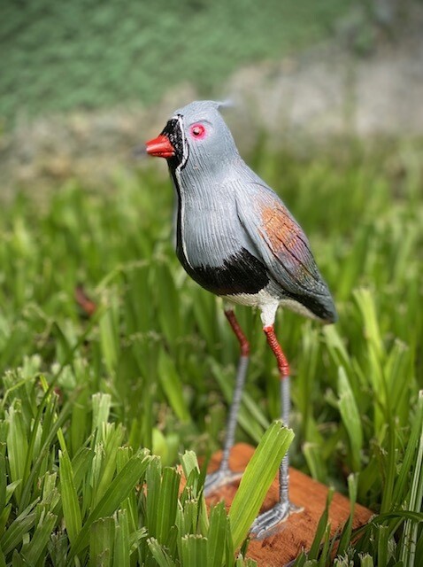 Pájaro Teru Tero