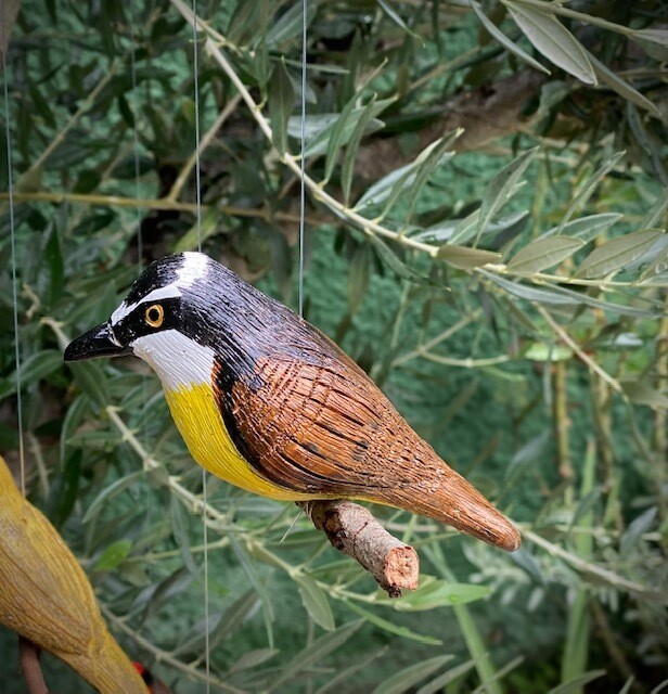 Pájaro Benteveo
