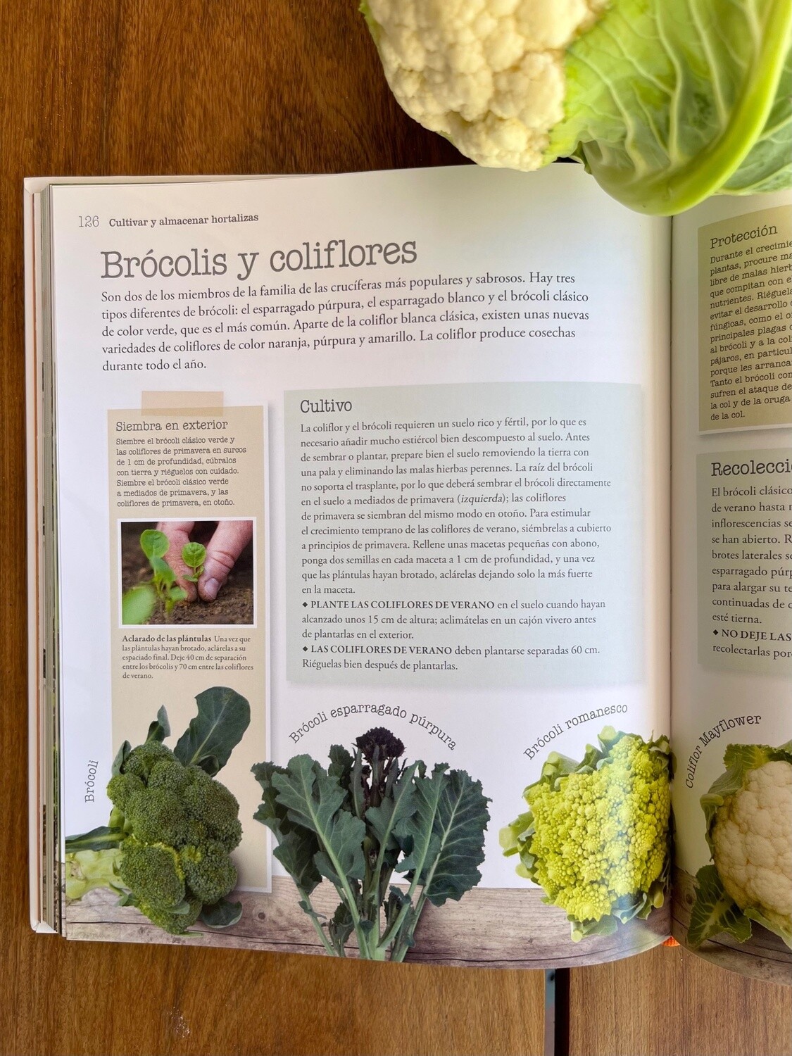 Manual para Cultivar en Espacios Pequeños