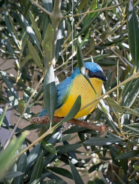 Pájaro Pitiayumi