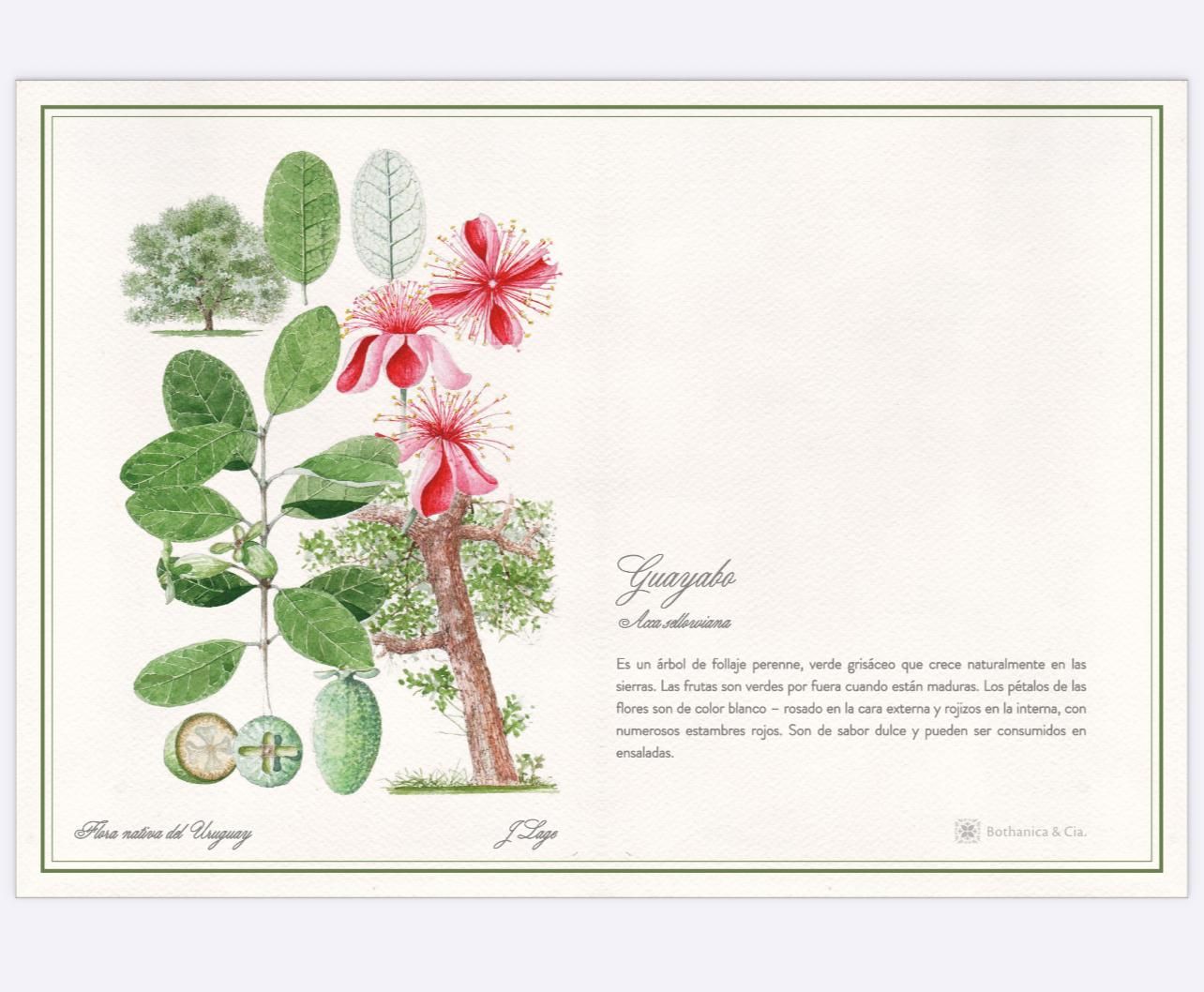 Individuales de Lona Plastificada - Flora Nativa del Uruguay
