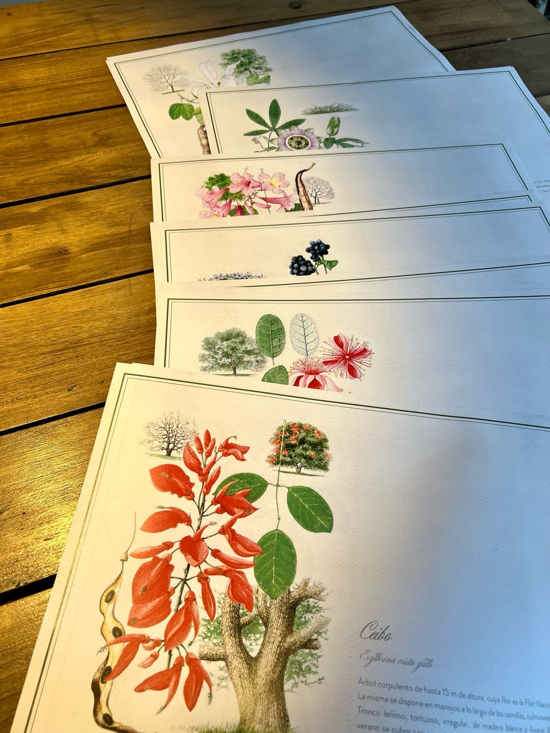 Individuales de Papel - Flora Nativa del Uruguay