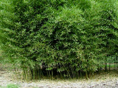 Bambous moyens &lt; 6mètres