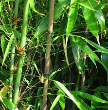 Fargesia robusta wolong