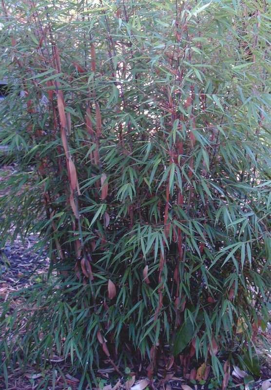 Fargesia scabrida Asian Wonder