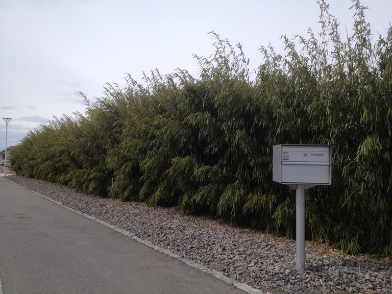Fargesia robusta pingwhu