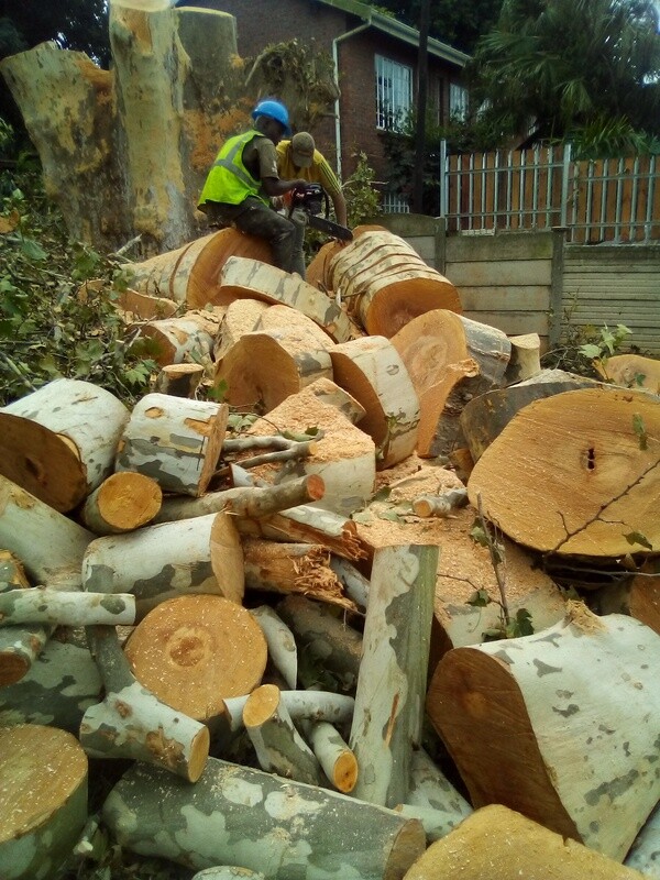 Dsl Tree Felling