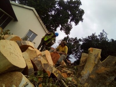 Tree cutting