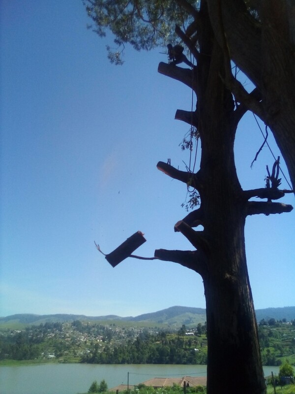 Dsl Tree felling