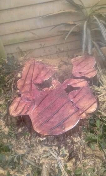 Stump removal