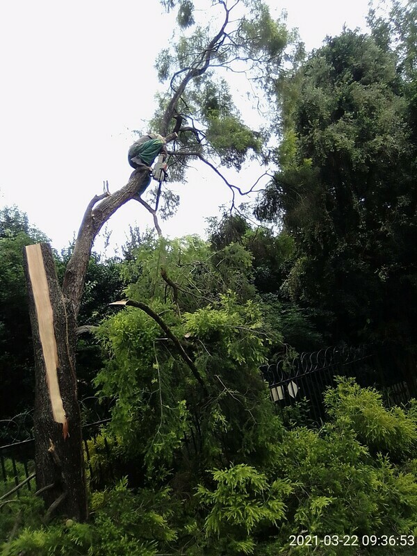 Tree pruning