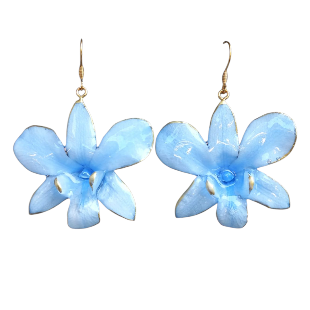 Orchidea azzurra