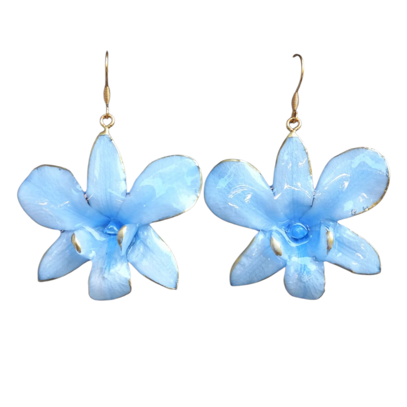 Orchidea azzurra