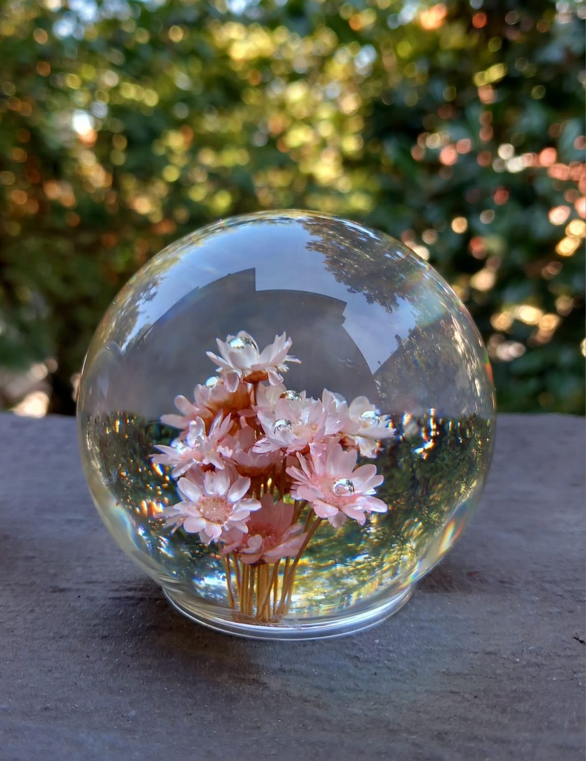 Bolla rosa