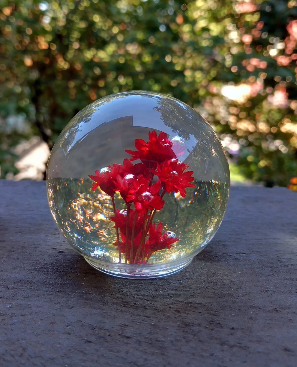 Bolla fucsia rossa