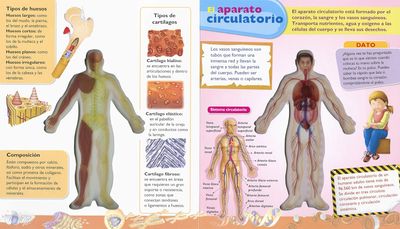 EL CUERPO HUMANO  MIRA DENTRO