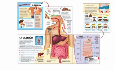 UN CUERPO HUMANO EXTRAORDINARIO