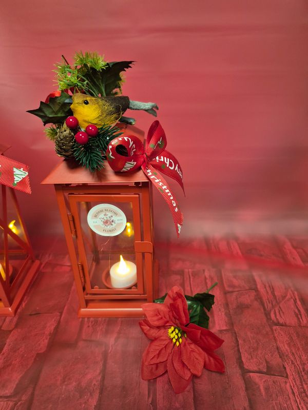 𝑹𝒆𝒅 𝒓𝒐𝒃𝒊𝒏 𝑳𝒂𝒏𝒕𝒆𝒓𝒏