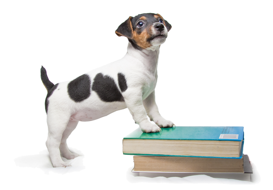 Puppy Programme