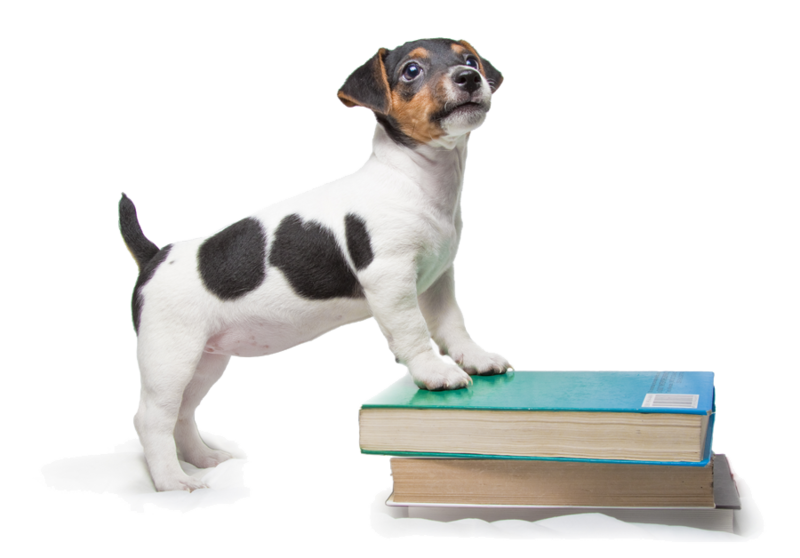 Puppy Programme