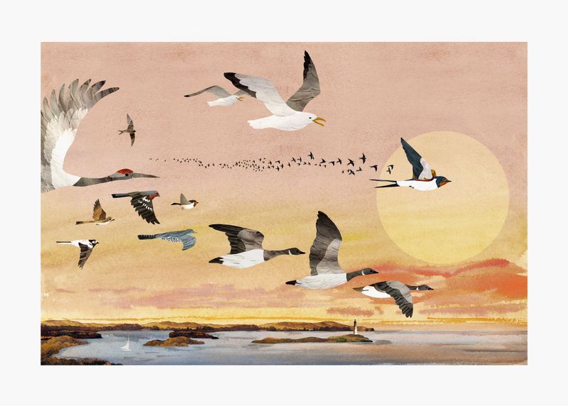 Flyttfåglar / Migrating birds