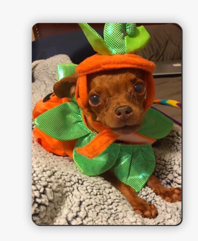 Pumpkin Spice Wingnut magnet
