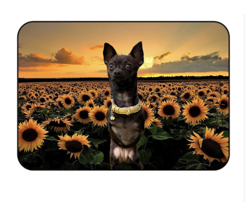 Crystal Rectangle Roo Magnet