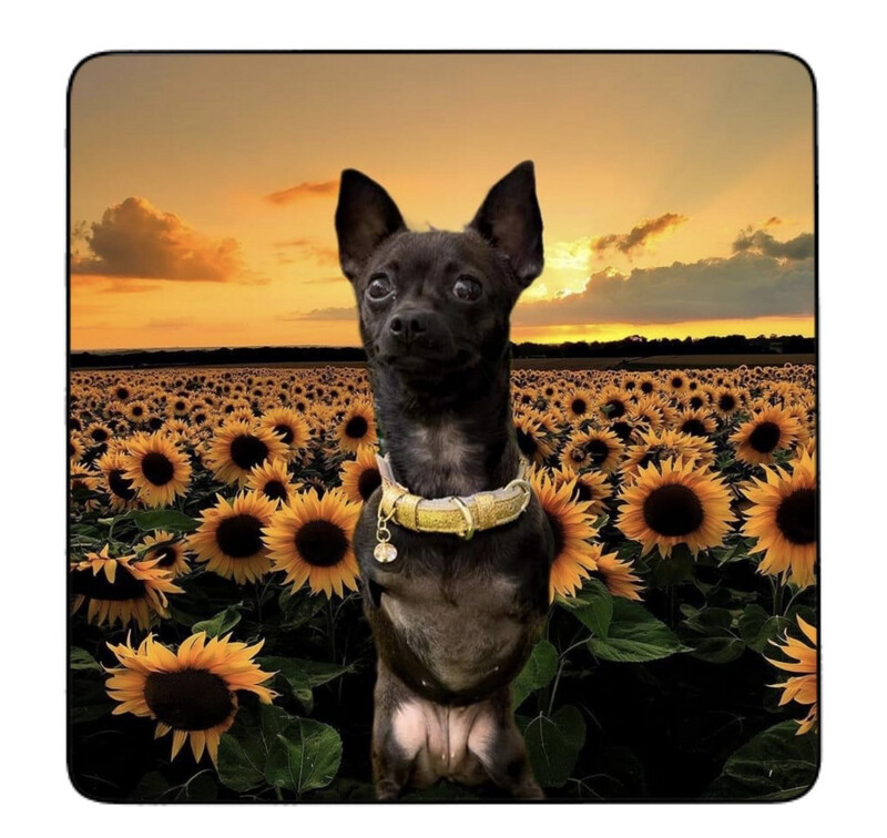 Crystal Square  Roo Magnet