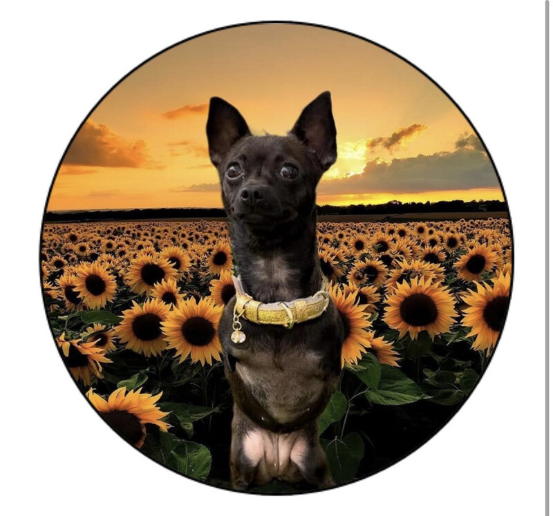 Crystal Circle   Roo Magnet
