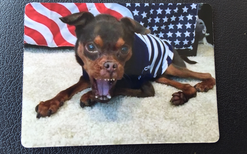 All American Walnut  Magnet