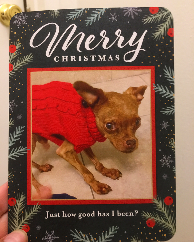 Winslow aka Wingnut Christmas Card