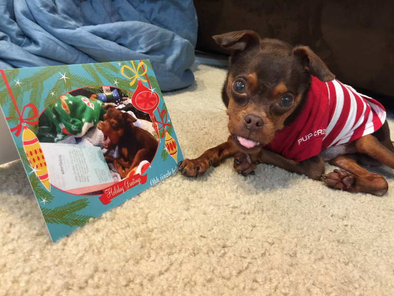 Walter aka Walnut Christmas Greeting Card